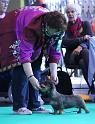 Crufts_dachshunds 628